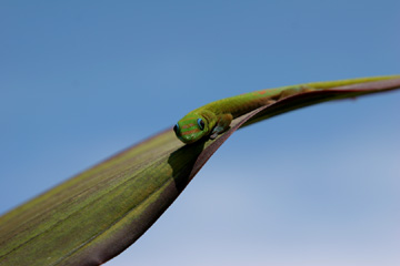 Gecko