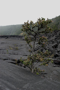 Kiluaea Iki Crater floor
