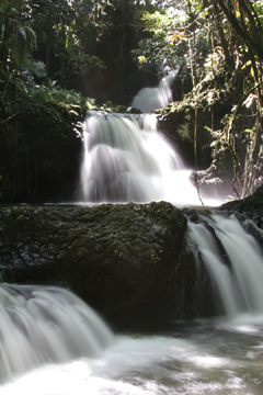 Hawai'i Tropical Botanical Gardens