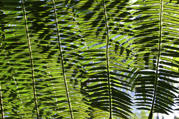 Hawai'i Tropical Botanical Gardens