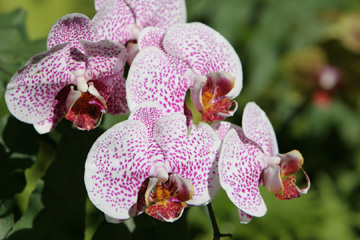 Hawai'i Tropical Botanical Gardens - orchid