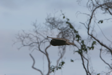 Pueo (owl)