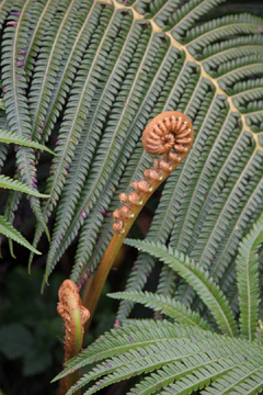 fern