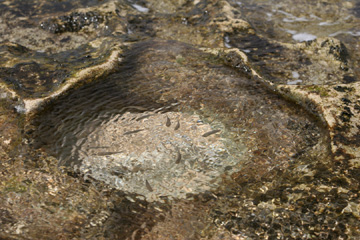 Little fish at Kepuhi Beach