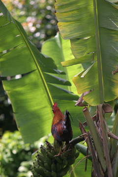 Roosters and banannas