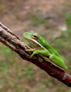 Green Tree Frog