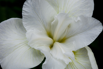 Iris