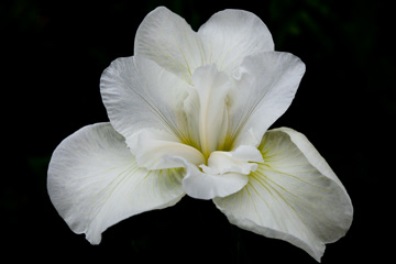 Iris