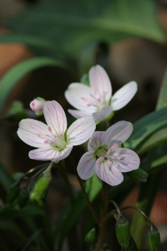Spring Beauty