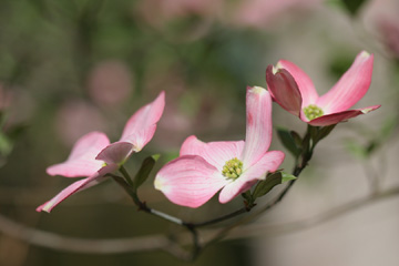 Dogwood blossoms
