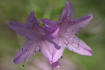 Azalea