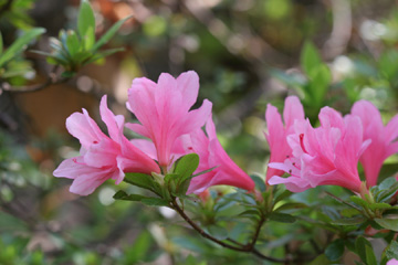 Azalea