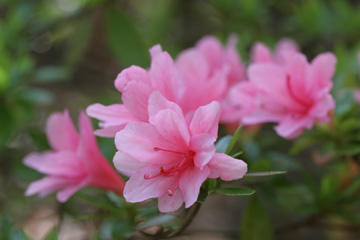 Azalea