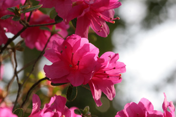Azalea, after a rain