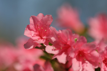Azalea, after a rain
