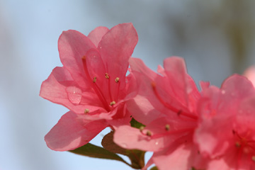 Azalea, after a rain