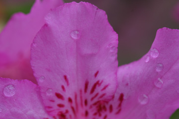 Azalea, after a rain