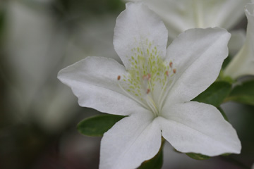 Azaleas