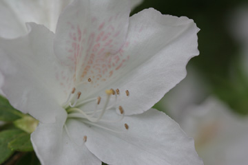Azaleas
