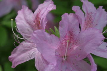 Azaleas