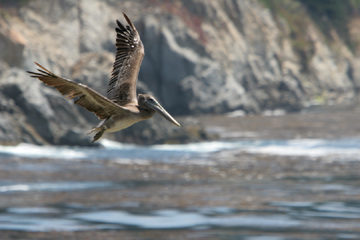 Point Lobos pelican