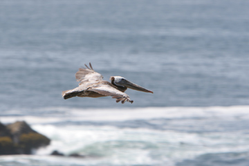 Point Lobos pelican