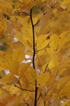 Hickory