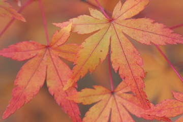 Japanese Maple