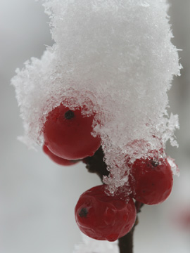 Winterberry Holly