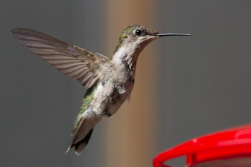 Hummingbird