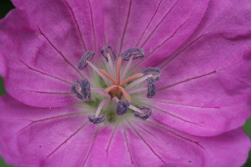 Cranesbill Geranium