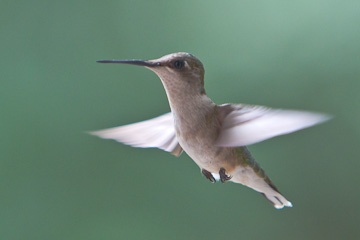 Hummingbird