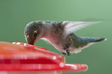 Hummingbird