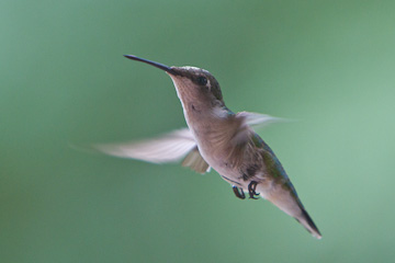 Hummingbird