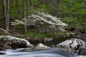 Dogwood along the Middle Prong Little River, Great Smoky Mountains National Park, Tennessee