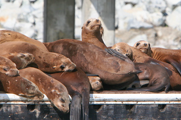Sea Lions