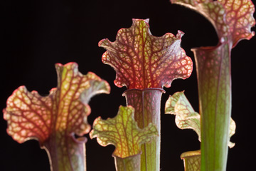 Pitcher plant