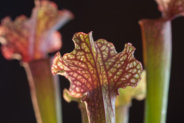Pitcher plant