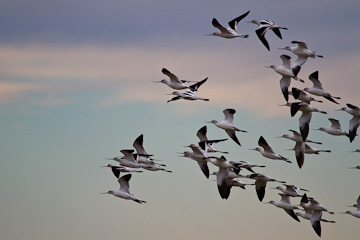 American Avocets at Bombay Hook National Wildlife Refuge