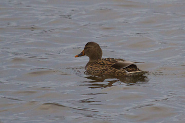 Female Mallard at Bombay Hook National Wildlife Refuge