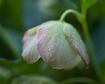 Hellebore