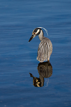 Yellow-crowned Night Heron