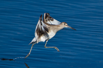 Solitary Sandpiper