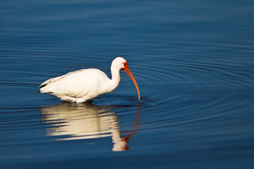 White Ibis