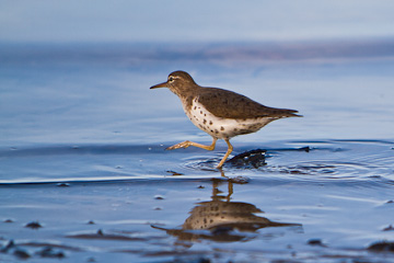 Spotted Sandpiper