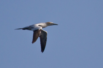 Gannet