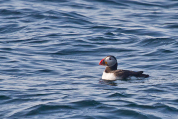 Atlantic puffin