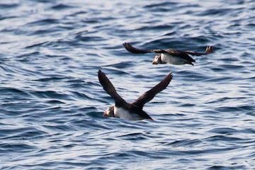 Atlantic puffin