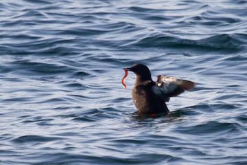 Black guilllemot, with a snack
