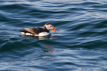 Atlantic puffin